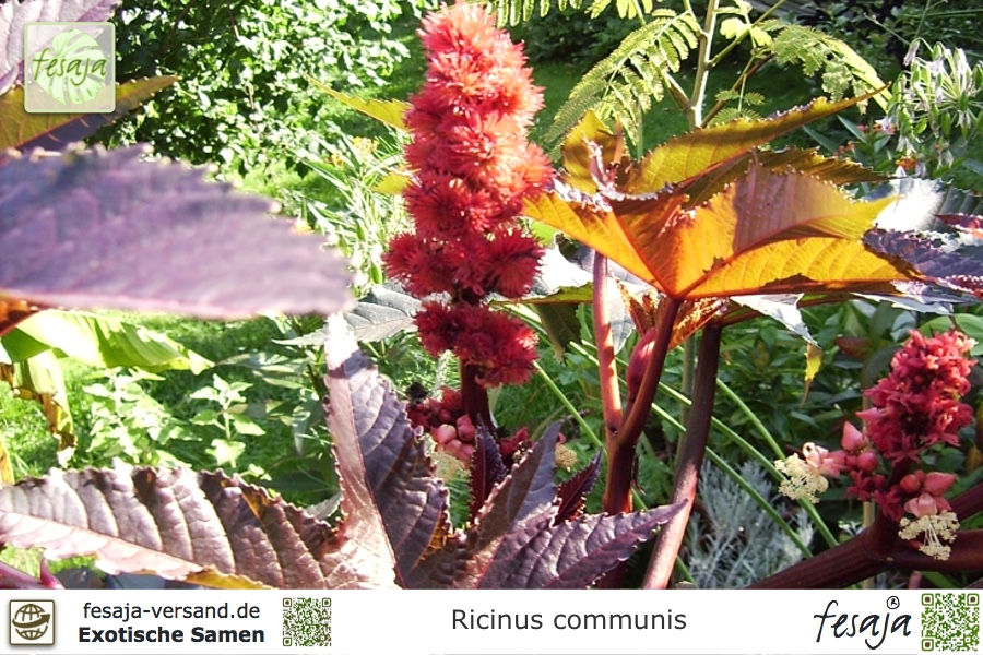 Afrikanischer Wunderbaum, Ricinus communis - fesaja-versand