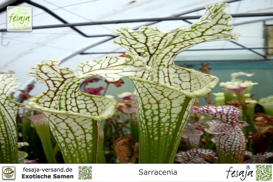 Karnivoren 15  Samen Sarracenia catesbaei  frische Samen 2020 