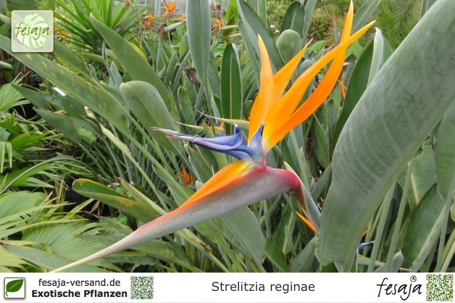 Strelitzia Paradies Vogel Blume Zimmerpflanze Pflanzen Samen 