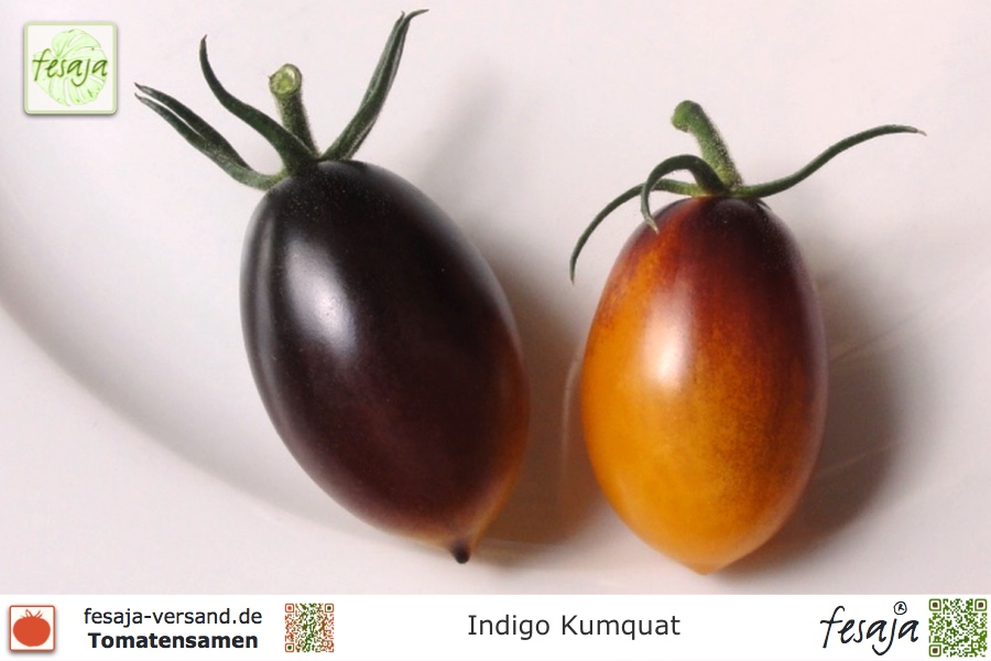 guter Ertrag bei fruchtigem Aroma 10 Samen Indigo Kumquat Tomate