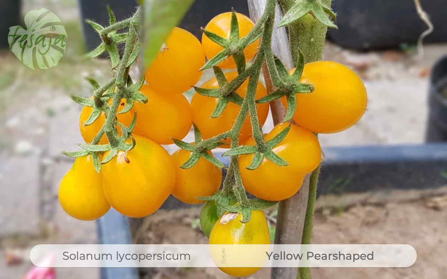Graines de tomate yellow pearshaped insolite botanic® - graines à semer :  Graines de tomates BOTANIC potager et verger - botanic®