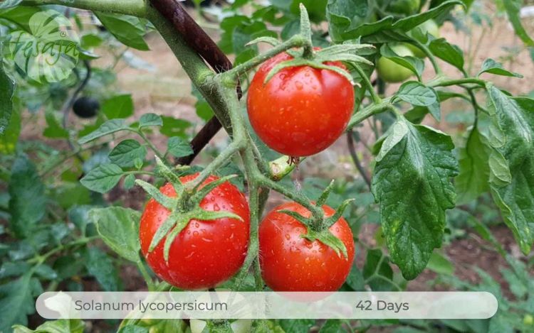 Tomate 42 Days
