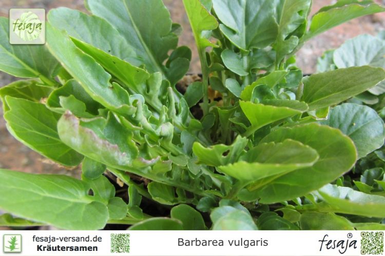 Barbarea vulgaris