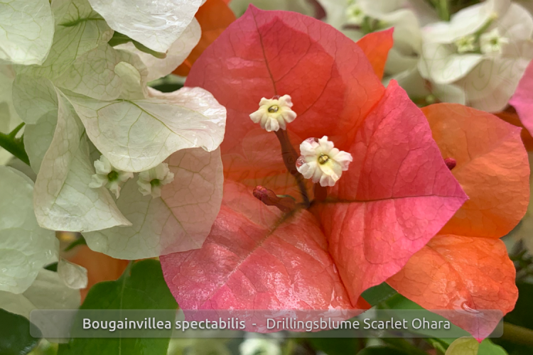 Bougainvillea spectabilis, Drillingsblume, orange blühend, Pflanzen