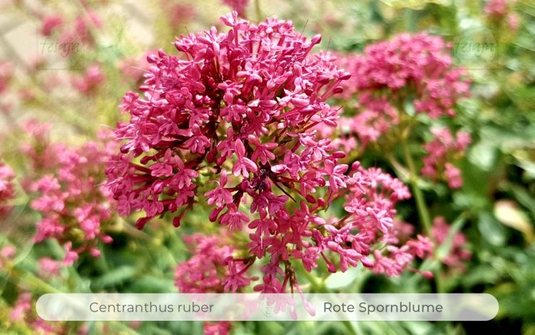 Rote Spornblume, Centranthus ruber