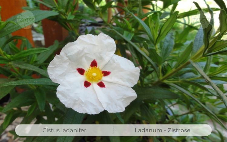 Ladanum Zistrose, Cistus ladanifer
