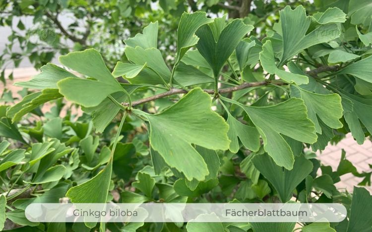 Fächerblattbaum, Ginkgo biloba