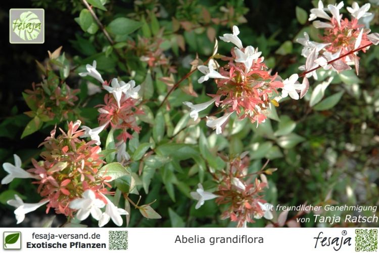 Abelia grandiflora Pflanzen