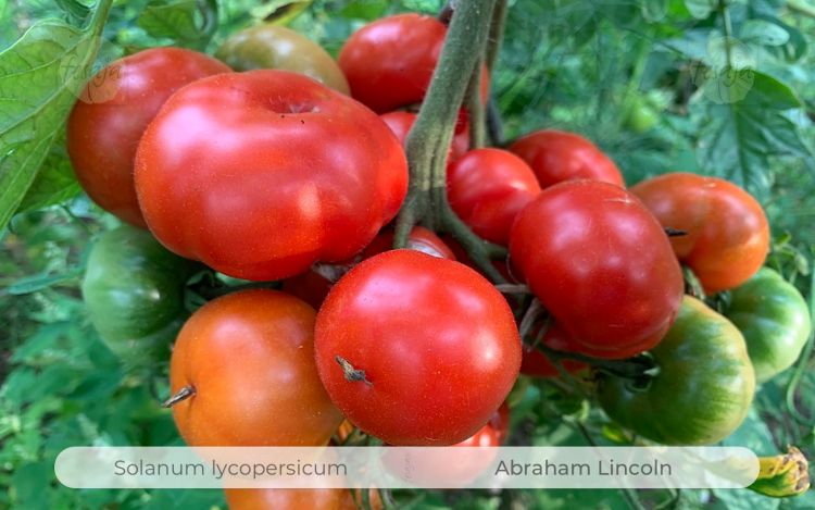 Tomate Abraham Lincoln
