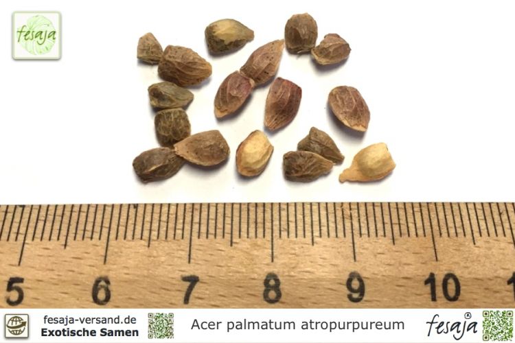 Acer palmatum atropurpureum Samen