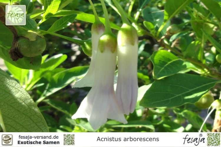 Acnistus arborescens