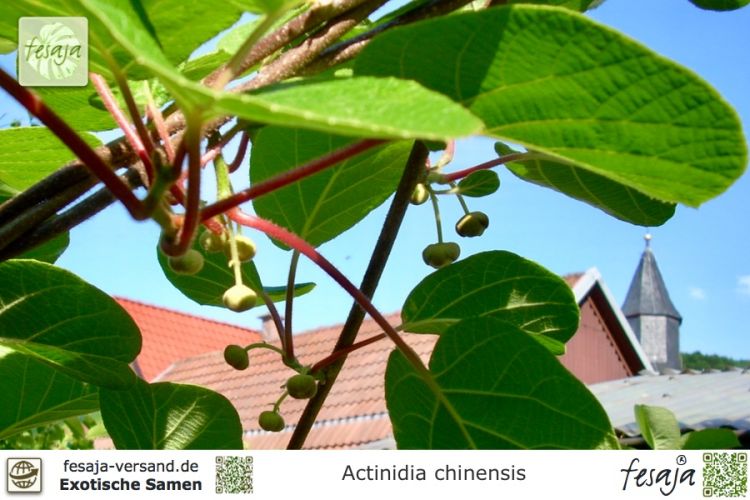 Actinidia chinensis