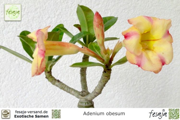 Adenium obesum Pflanze gelb-rosa blühend