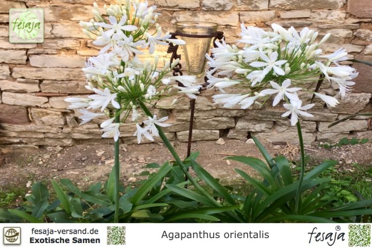 Agapanthus orientalis