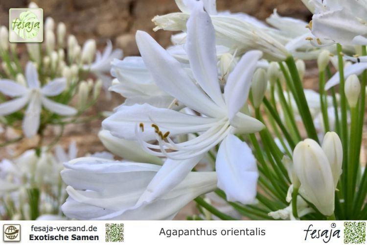 Agapanthus orientalis