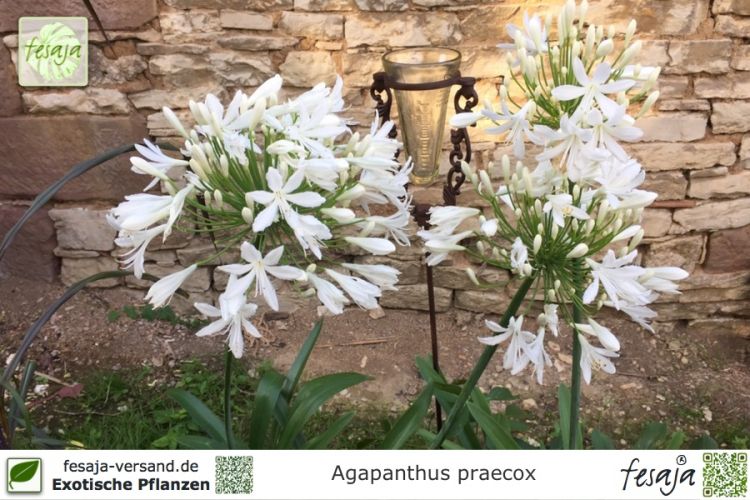 Agapanthus praecox weiß Pflanze
