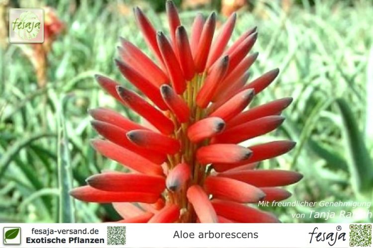 Aloe arborescens Pflanzen