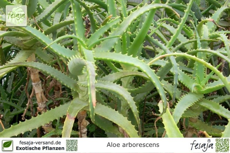Aloe arborescens Pflanzen