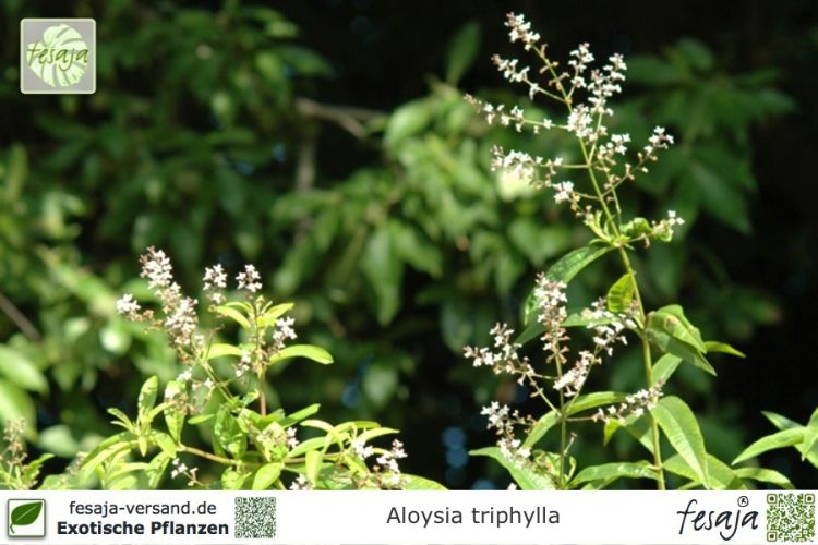 Aloysia triphylla Pflanzen