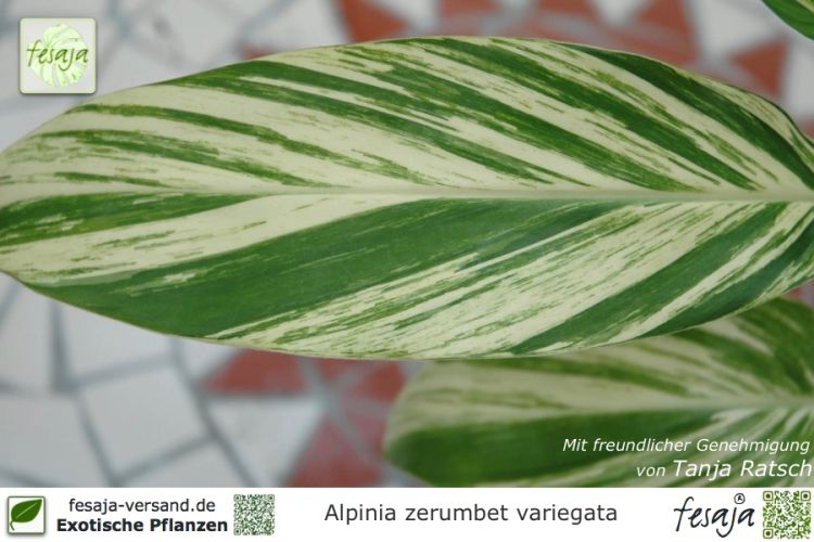 Alpinia zerumbet variegata Pflanzen