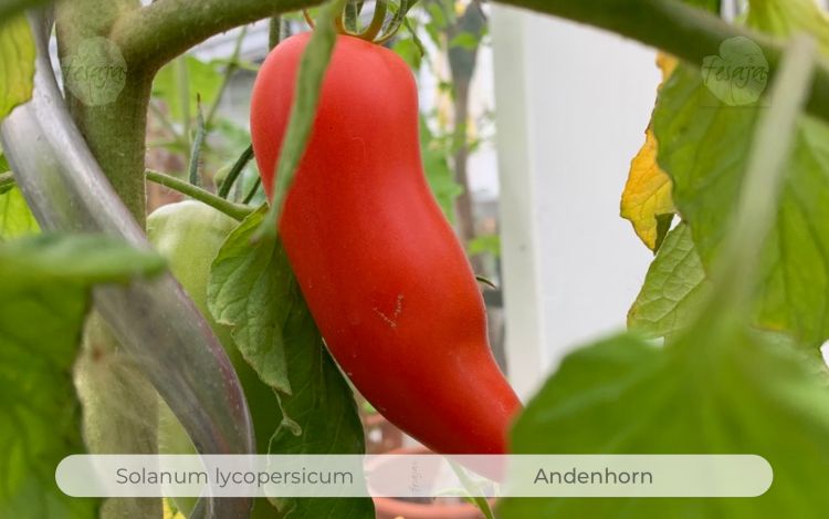 Tomate Andenhorn