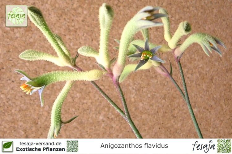 Anigozanthos flavidus Pflanzen