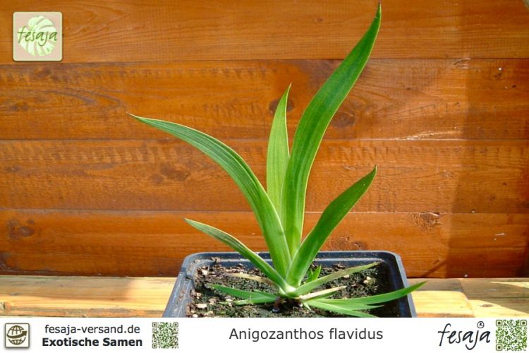 Anigozanthos flavidus Jungpflanze