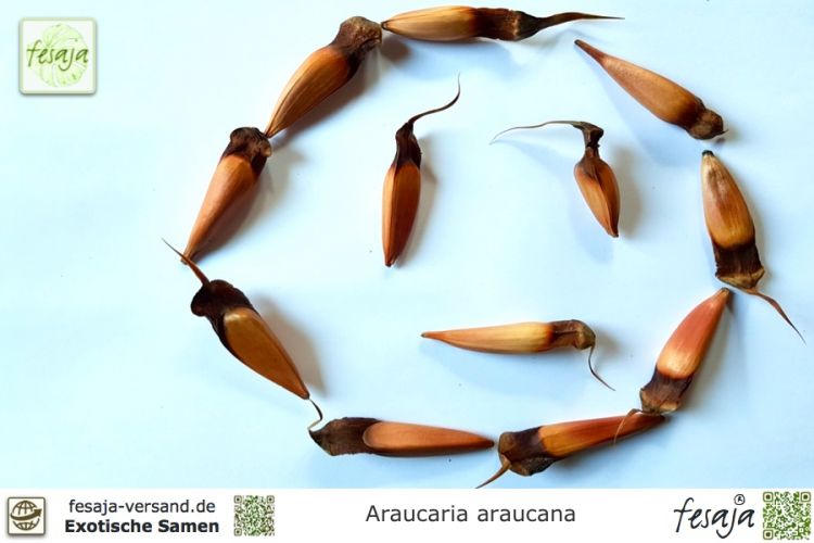 Araucaria araucana, Samen der Araukarie