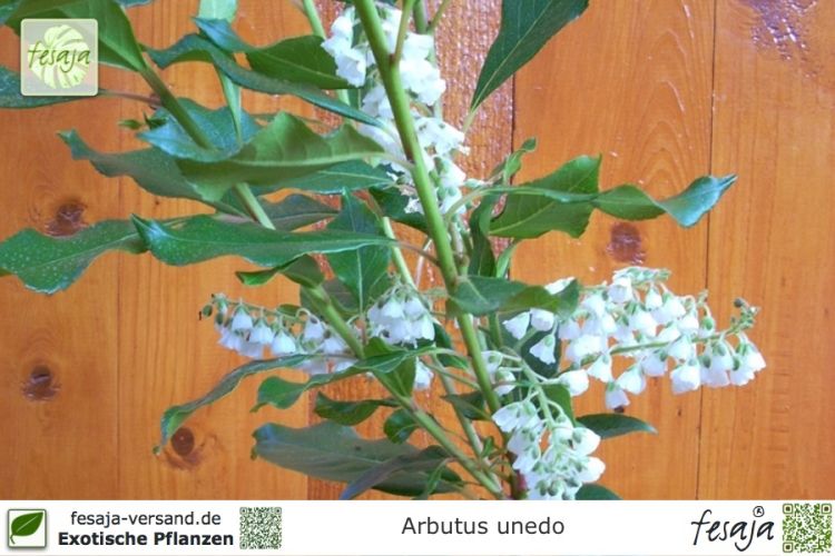 Arbutus unedo Pflanzen