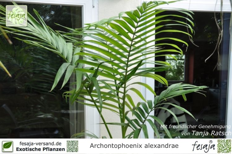 Archontophoenix alexandrae Pflanzen