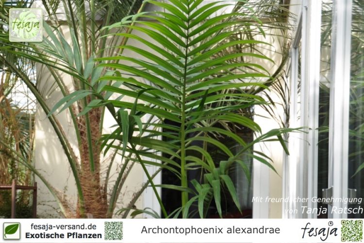 Archontophoenix alexandrae Pflanzen