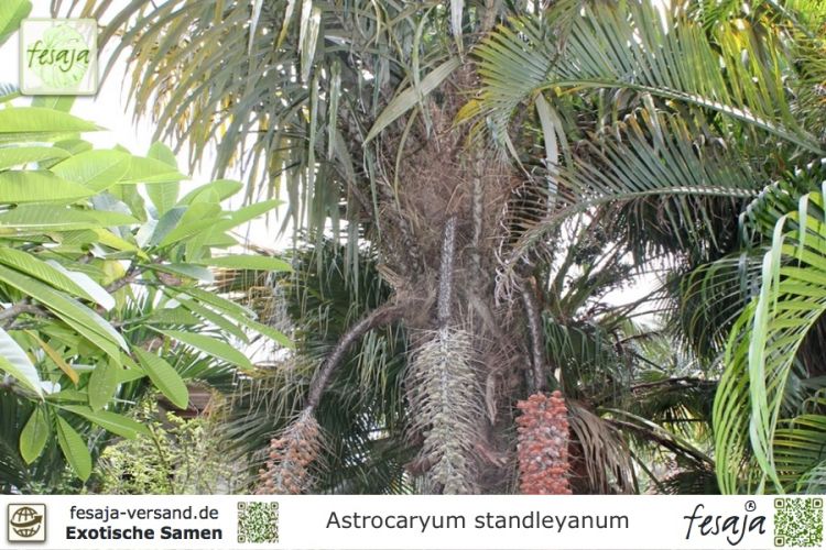 Astrocaryum standleyanum