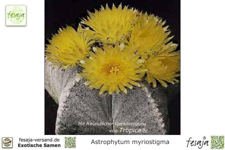 Astrophytum myriostigma Samen