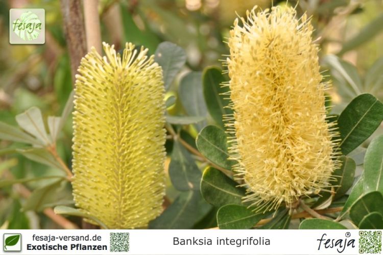 Banksia integrifolia Pflanzen