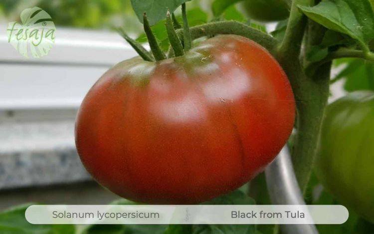 Tomate Black from Tula