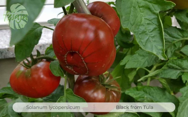 Tomate Black from Tula