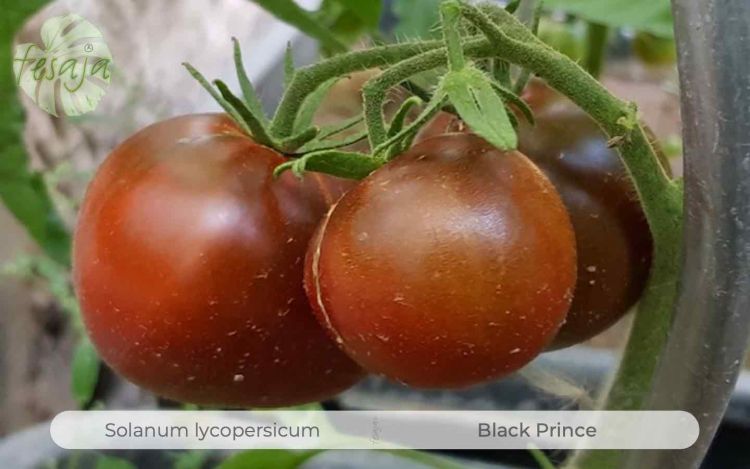 Tomate Black Prince