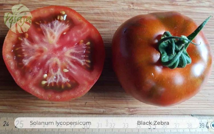 Tomate Black Zebra