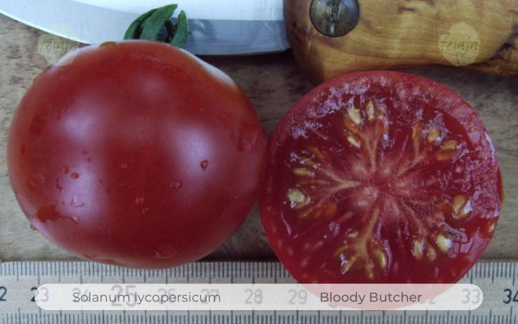 Tomate Bloody Butcher