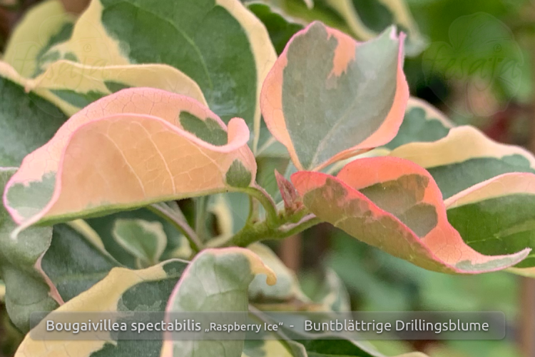 Bougainvillea spectabilis, buntblättrig, panaschiert, Pflanze
