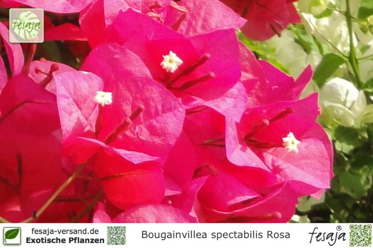 Bougainvillea spectabilis rosa Pflanzen