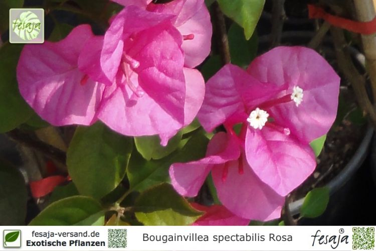 Bougainvillea spectabilis rosa Pflanzen
