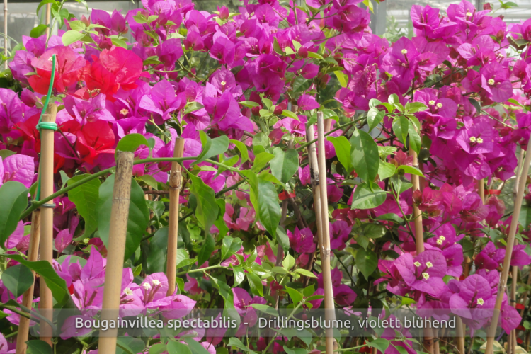 Bougainvillea glabra, Drillingsblume, violett blühend, Pflanzen