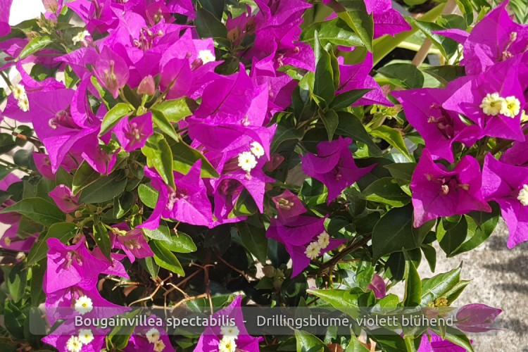 Bougainvillea glabra, Drillingsblume, violett blühend, Pflanzen