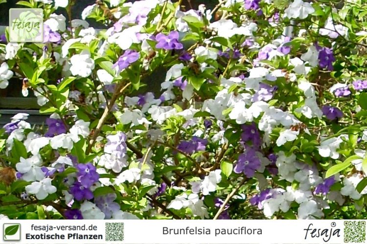 Brunfelsia pauciflora Pflanzen