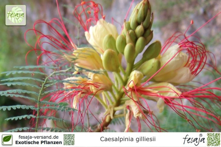Caesalpinia gilliesii Pflanzen