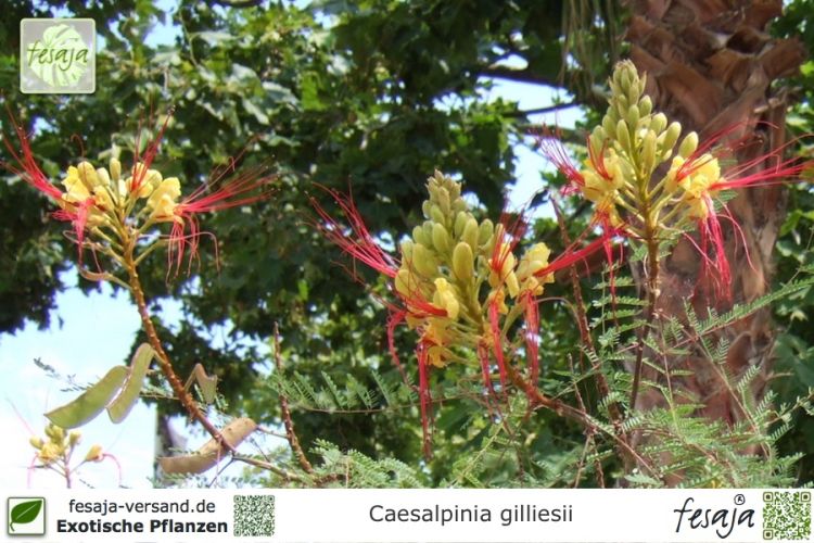 Caesalpinia gilliesii Paradiesvogelbaum 6 Samen Paradiesvogelstrauch 