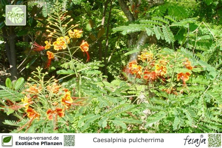 Caesalpinia pulcherrima Pflanzen