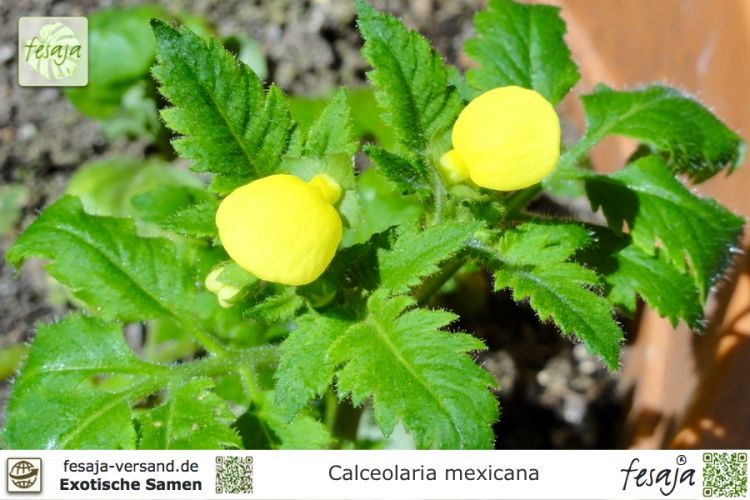 Calceolaria mexicana
