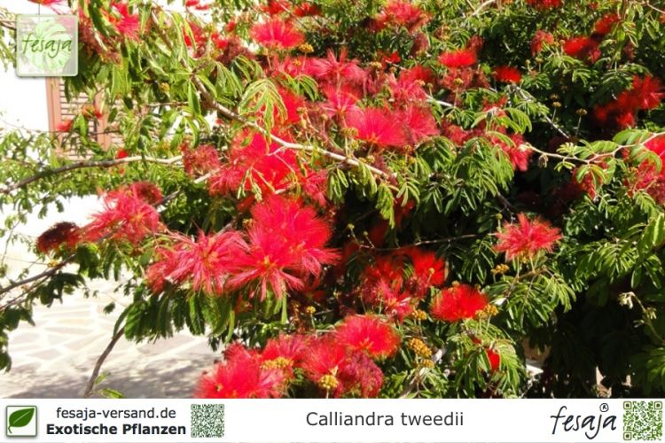 Calliandra tweedii Pflanzen